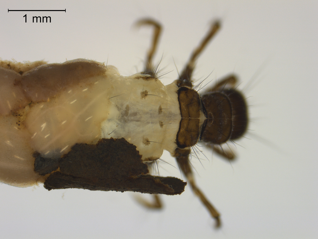 Limnephilus ignavus